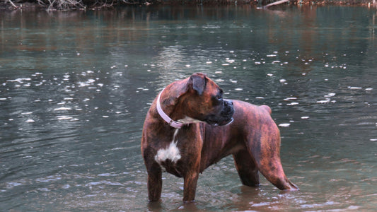 đ¶âïž Chaleur et chiens : les dangers Ă connaĂźtre (et comment les Ă©viter)