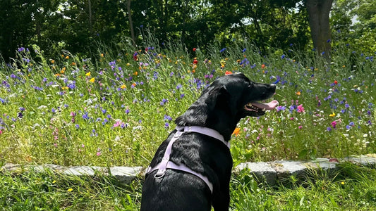 🐕 Collier ou harnais : que choisir pour promener son chien ?
