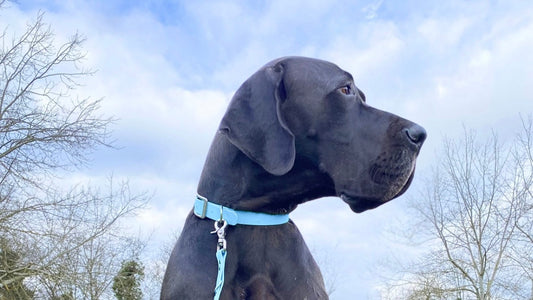 Le Biothane© : l’allié parfait pour des accessoires canins durables et stylés