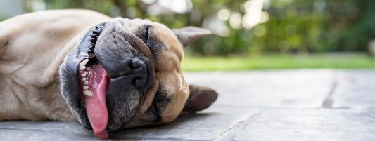 🌺 Printemps & été : les dangers à connaître pour protéger ton chien