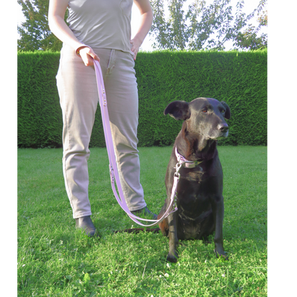 Laisse - Collection 2025 ☀️