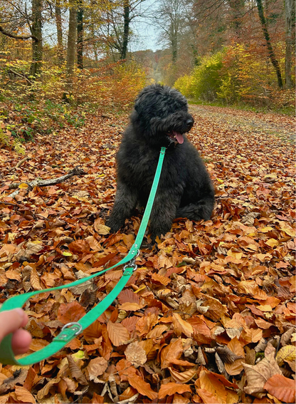 Laisse - Collection 2025 ☀️