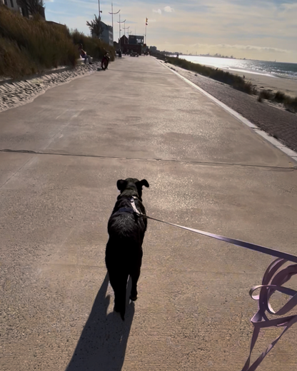 Longe 5m - Collection 2025☀️