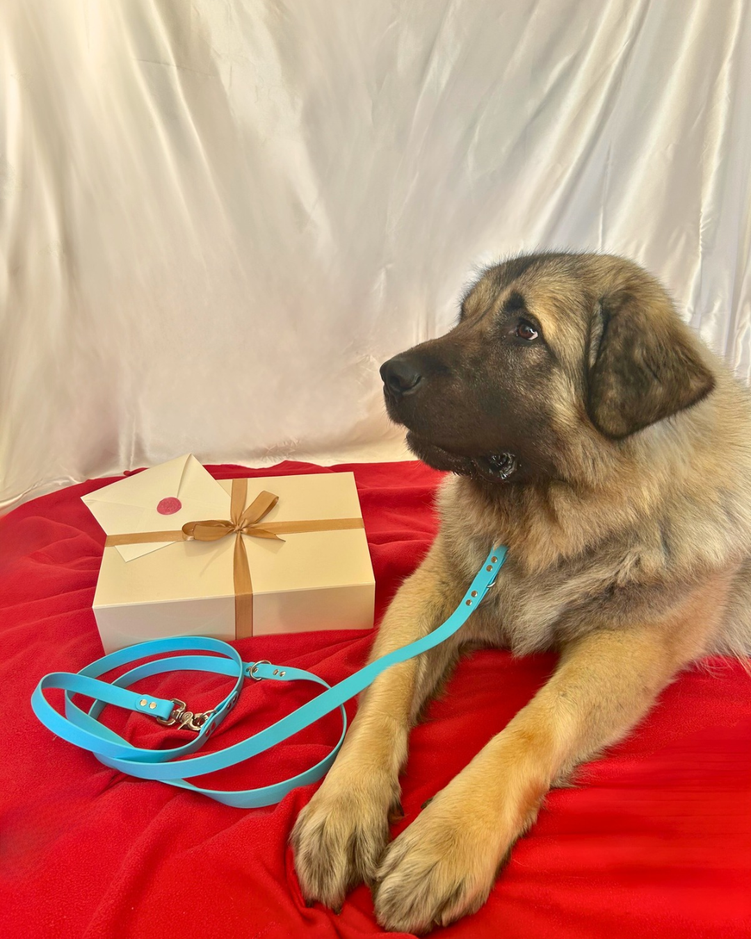 Coffret de Noël 🎁