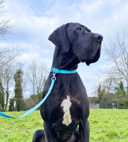 Collier - Collection 2025☀️