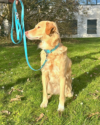 Laisse - Collection 2025 ☀️