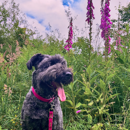 Collier - Collection 2025☀️